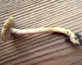 Kuehneromyces marginellus image