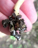 Kuehneromyces marginellus image