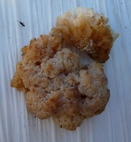 Ductifera pululahuana image