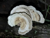 Poronidulus conchifer image