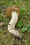 Boletus depilatus image