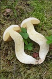 Boletus depilatus image
