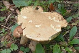 Boletus depilatus image