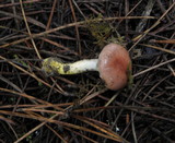 Gomphidius subroseus image
