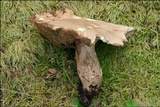 Boletus depilatus image