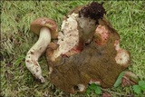 Boletus depilatus image