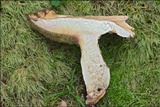 Boletus depilatus image
