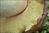 Boletus depilatus image