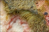 Boletus depilatus image