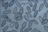 Boletus depilatus image