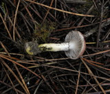 Gomphidius subroseus image