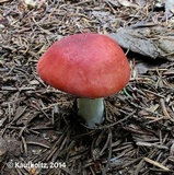 Russula montana image