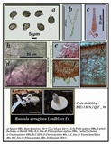 Russula aeruginea image