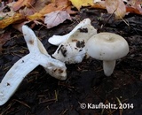 Russula aeruginea image