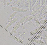 Marasmius fulvoferrugineus image