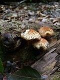 Pholiota squarrosoides image