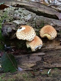 Pholiota squarrosoides image
