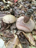 Tylopilus plumbeoviolaceus image