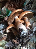 Cortinarius armillatus image