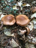 Cortinarius armillatus image