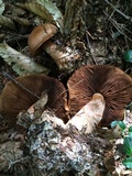 Cortinarius armillatus image