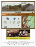 Armillaria solidipes image