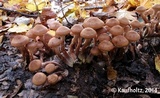 Armillaria solidipes image