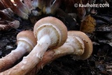 Armillaria solidipes image