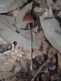 Inocybe sericella image