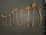 Inocybe sericella image