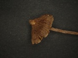 Inocybe sericella image