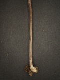 Inocybe sericella image