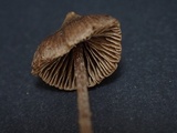 Inocybe sericella image