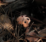 Hydnellum peckii image