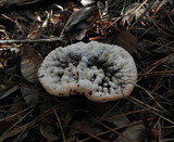 Hydnellum peckii image
