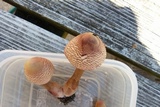 Leucoagaricus americanus image