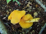 Humidicutis marginata var. concolor image
