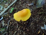 Humidicutis marginata var. concolor image
