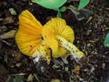 Humidicutis marginata var. concolor image