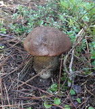 Leccinum manzanitae image