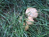 Ganoderma sessile image
