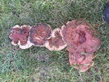 Ganoderma sessile image