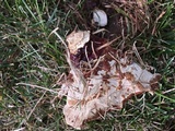 Ganoderma sessile image