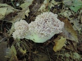 Ramaria fennica image