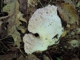 Ramaria fennica image
