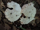 Ramaria fennica image