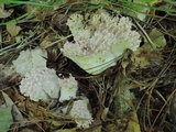 Ramaria fennica image