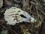 Ramaria fennica image