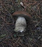 Leccinum manzanitae image