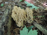 Ramaria fennica image